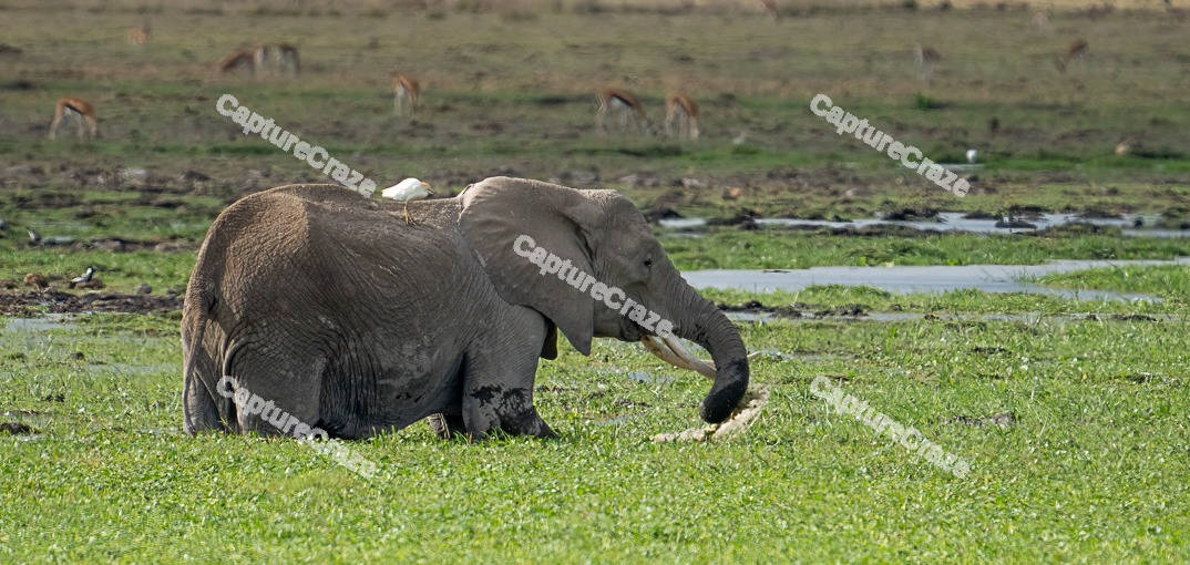 Elephant